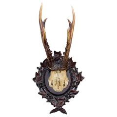 Set of Seven Baron Rothschild Roe Deer Trophies on Original Black Forest Plaques