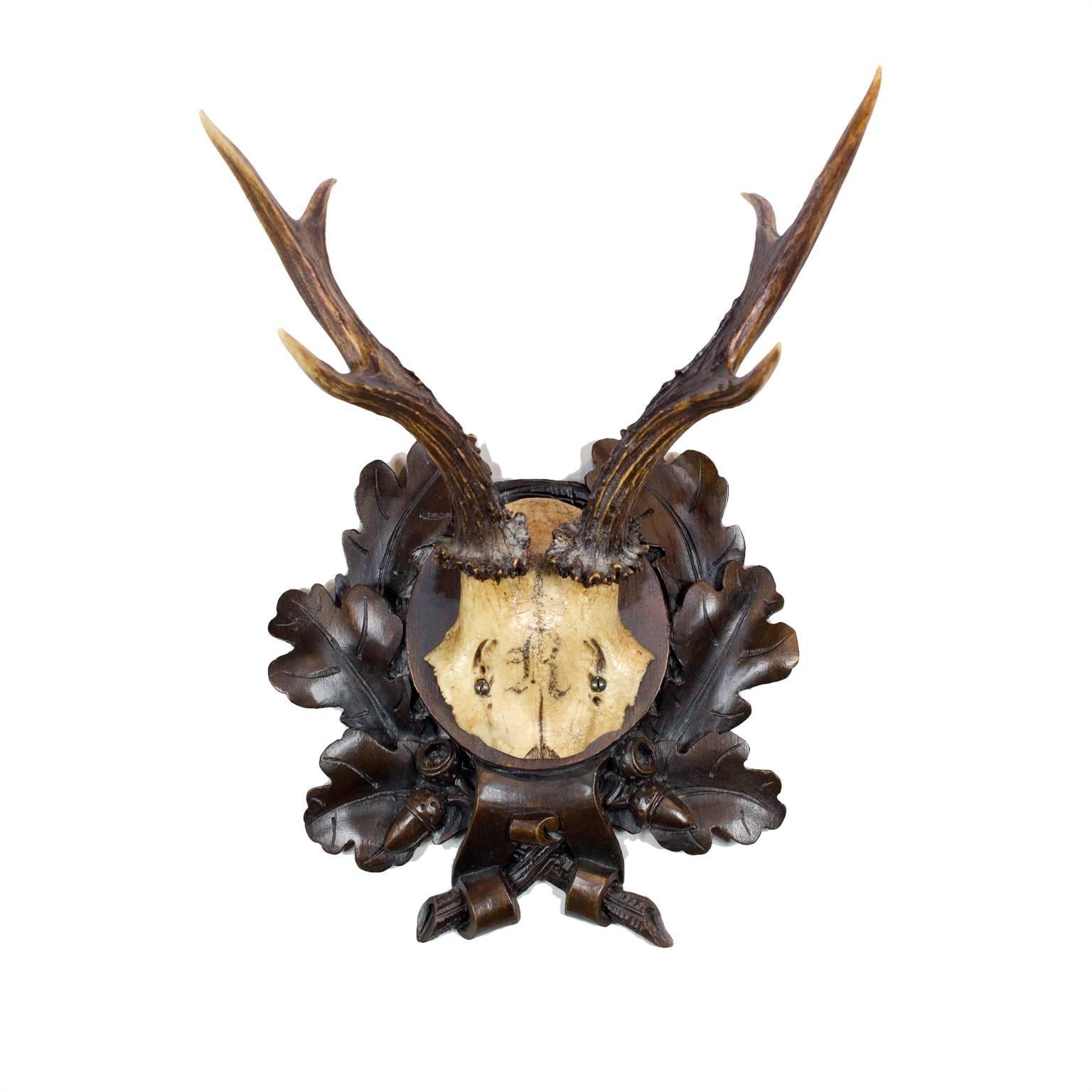 Carved Set of Seven Baron Rothschild Roe Deer Trophies on Original Black Forest Plaques