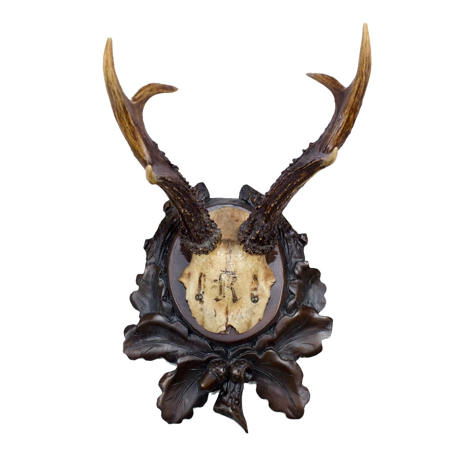 Set of Seven Baron Rothschild Roe Deer Trophies on Original Black Forest Plaques In Good Condition In Houston, TX