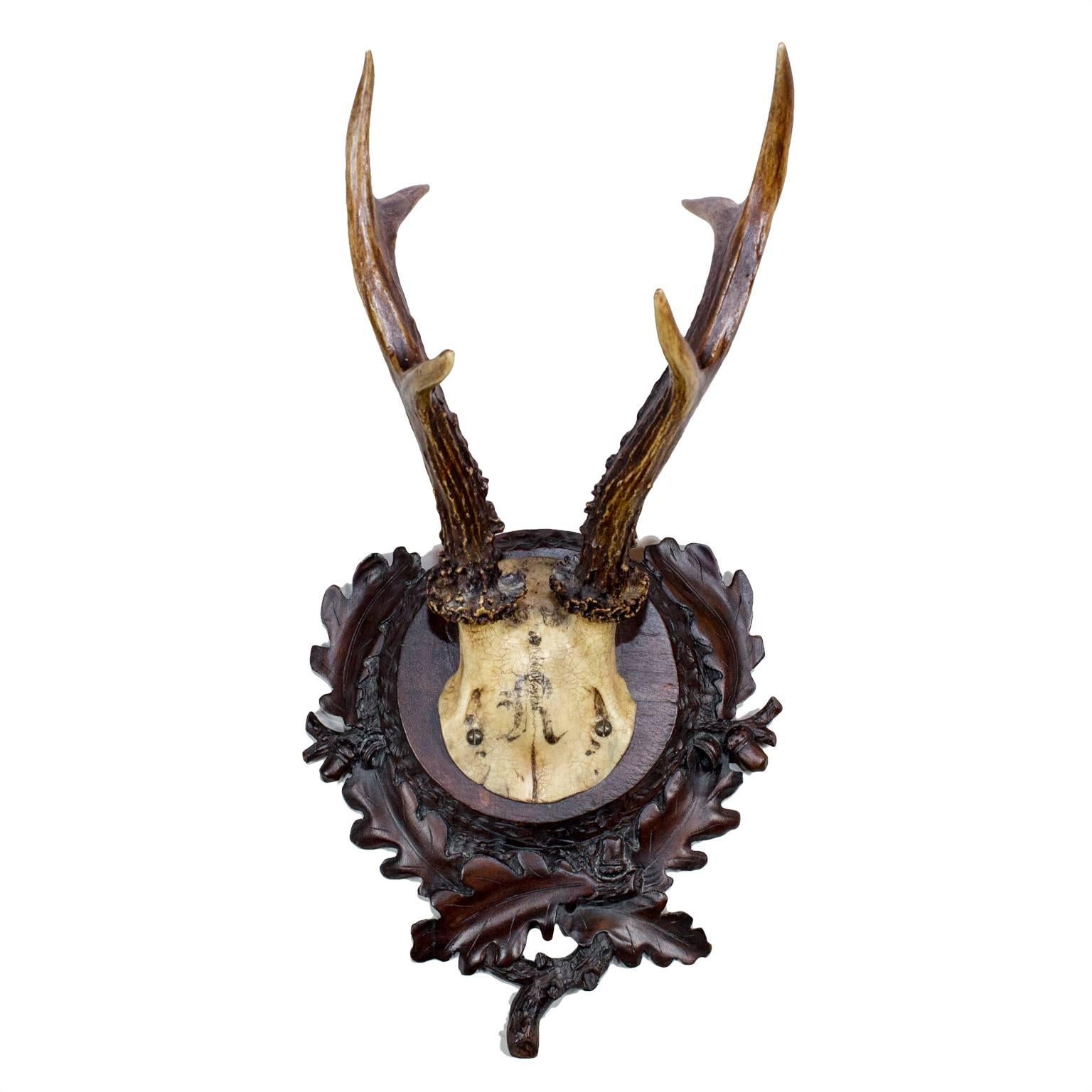 Austrian Set of Seven Baron Rothschild Roe Deer Trophies on Original Black Forest Plaques