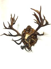19th Century Red Stag Hunt Trophy from Kaiser Wilhelm II's 1892 Eulenburg Hunt
