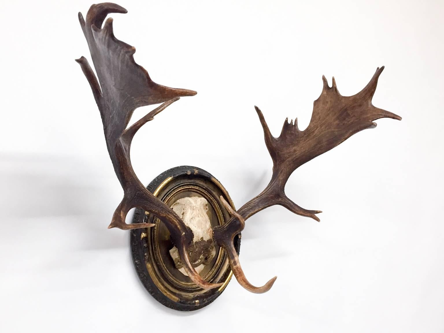 19th century Fallow Deer trophy from Emperor Franz Joseph's castle at Eckartsau in the Southern Austrian Alps, a favorite hunting schloss of the Habsburg Royal family. This historic hunting trophy features an orginal period plaque and original