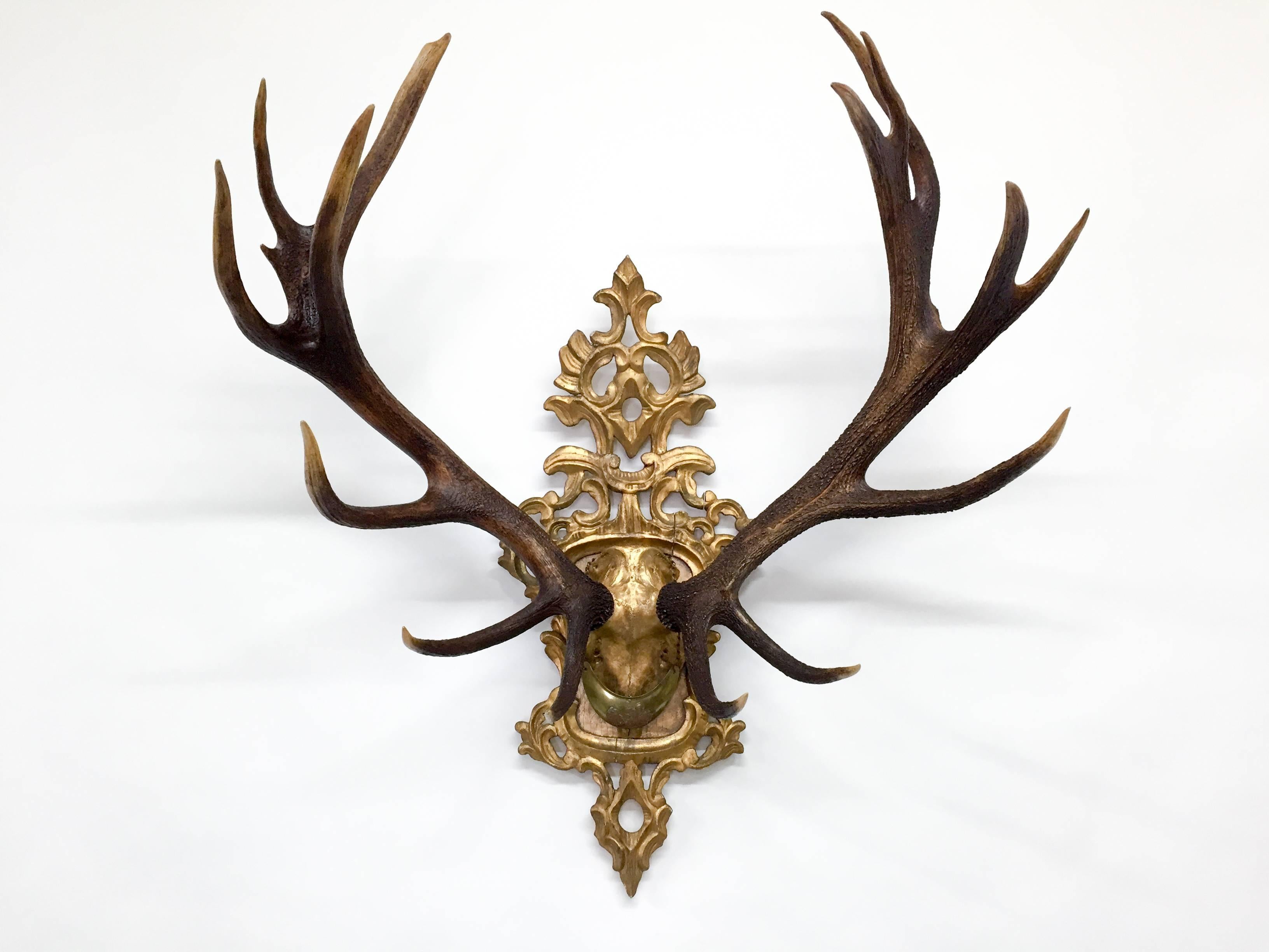 19th century Habsburg Red Stag trophy from Emperor Franz Joseph's castle at Eckartsau in the Southern Austrian Alps, a favorite hunting schloss of the Habsburg Royal family. This historic hunting trophy features the hand-carved gilt plaque and an