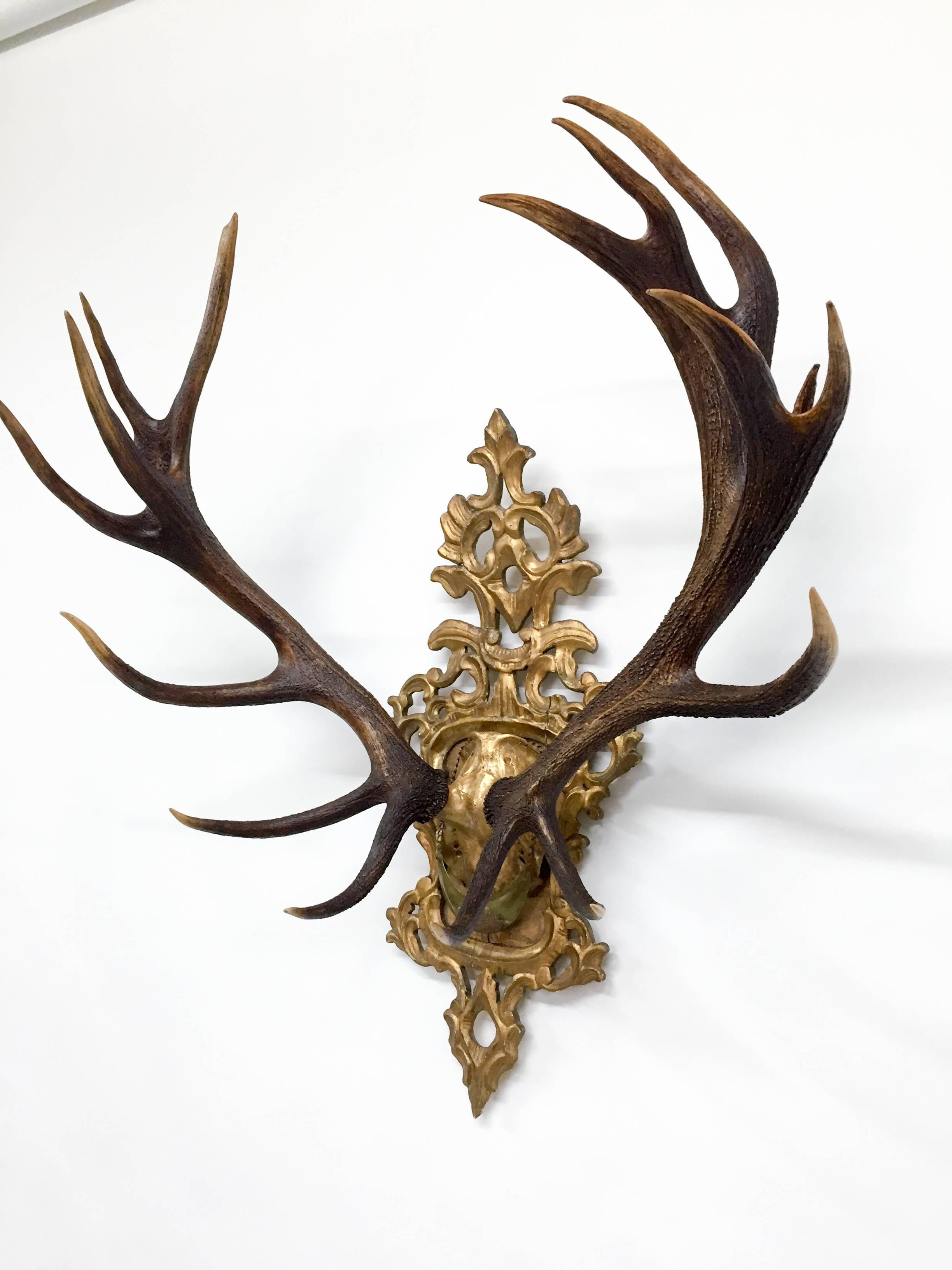 Austrian 19th C. Habsburg Red Stag Trophy on Hand-Carved Gilt Rococo Plaque with Gilt Cap