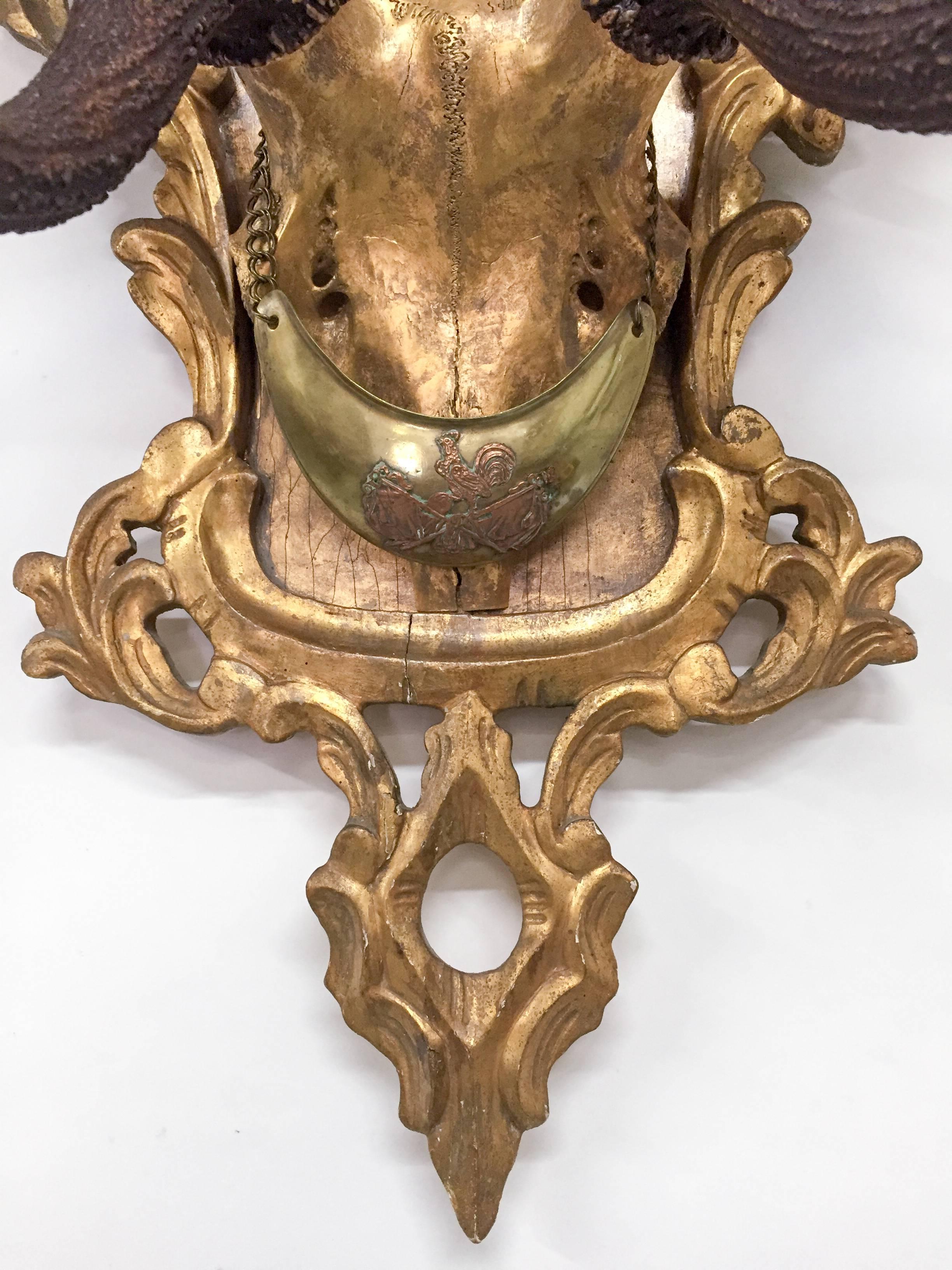 19th C. Habsburg Red Stag Trophy on Hand-Carved Gilt Rococo Plaque with Gilt Cap 2