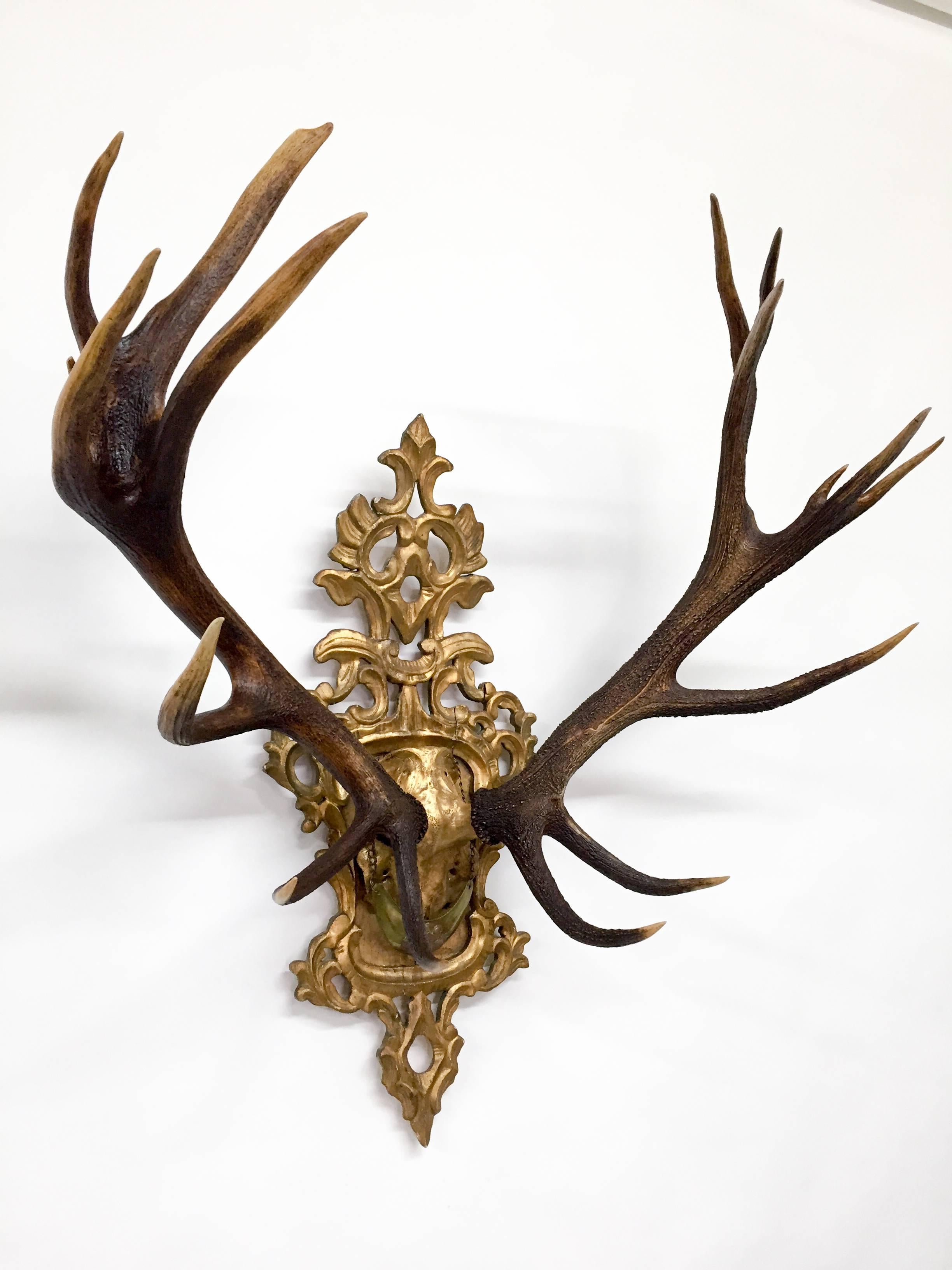 19th C. Habsburg Red Stag Trophy on Hand-Carved Gilt Rococo Plaque with Gilt Cap In Excellent Condition In Houston, TX