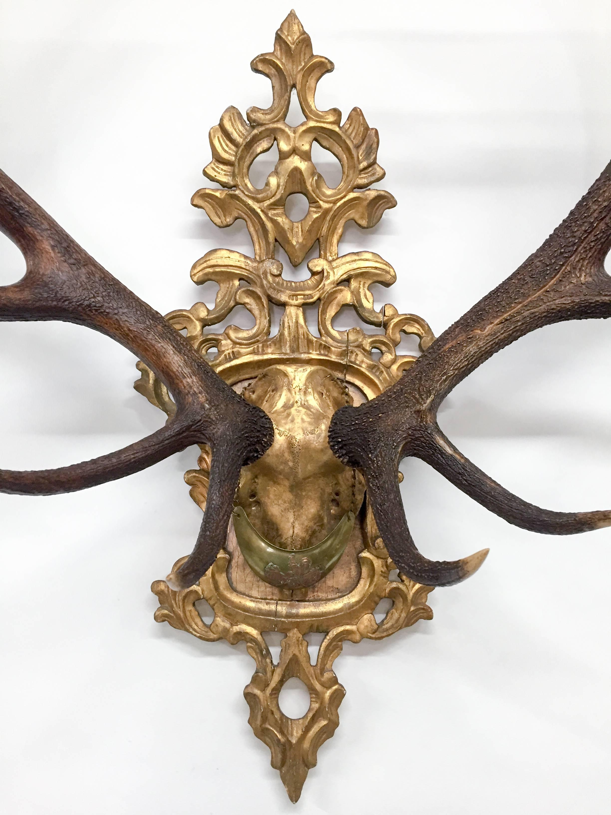19th C. Habsburg Red Stag Trophy on Hand-Carved Gilt Rococo Plaque with Gilt Cap 3