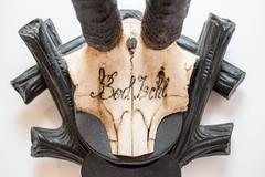 19th Century Chamois Trophy from Bad Ischl