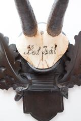 19th Century Chamois Trophy from Bad Ischl