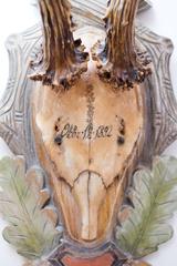 19th Century Habsburg Roe Trophy on Black Forest Carved Plaque