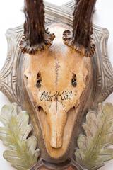 19th Century Habsburg Roe Trophy on Black Forest Carved Plaque