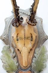 19th Century Habsburg Roe Trophies on Black Forest Carved Plaque