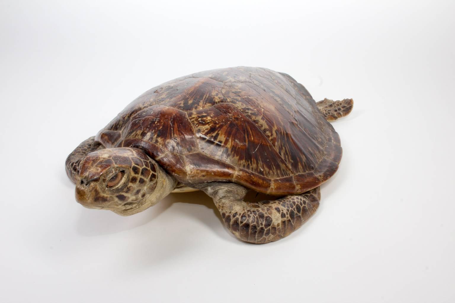 Antique Taxidermy Sea Turtle Tortoise Shell 2