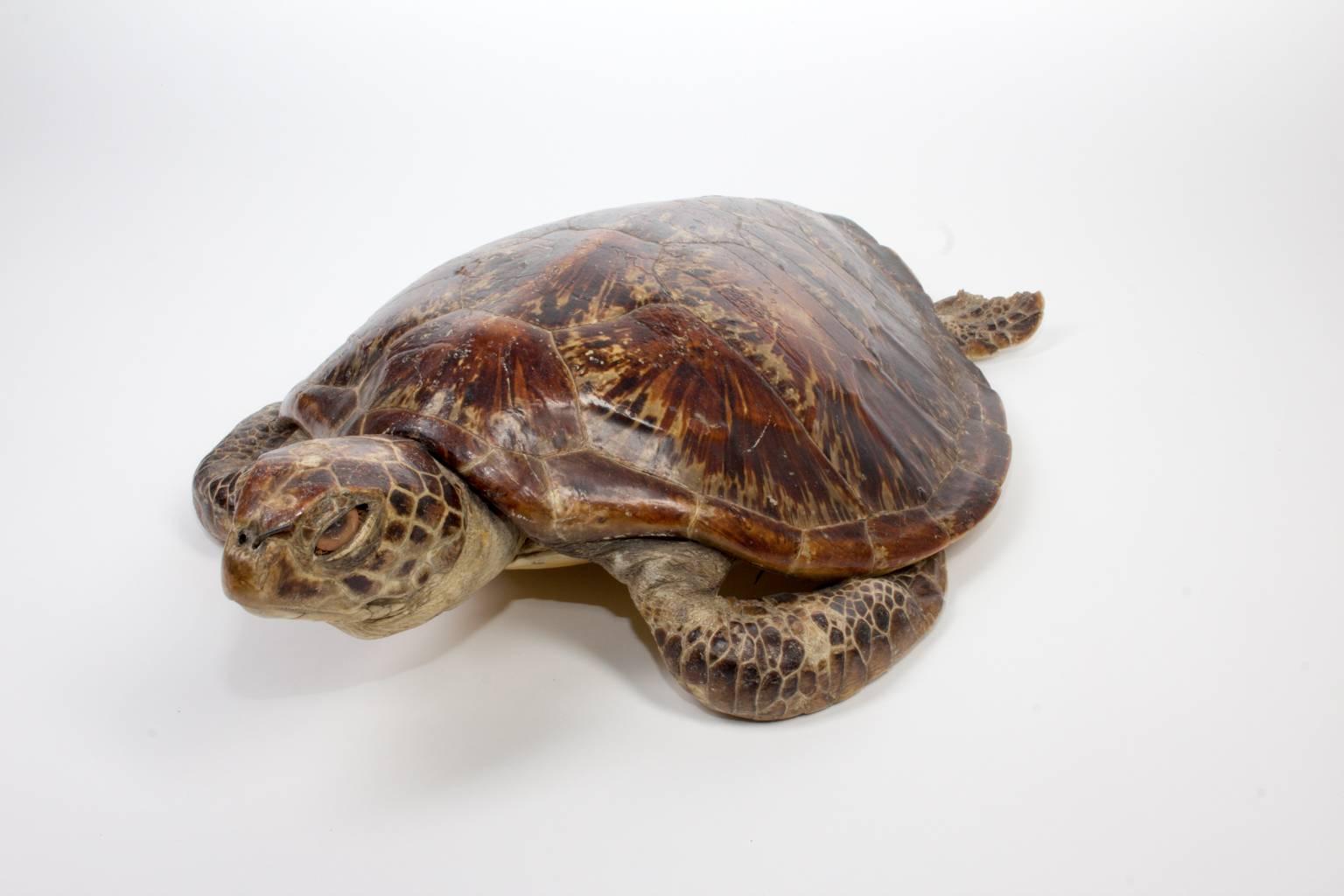 Tortue de mer taxidermique ancienne - carapace de tortue 4