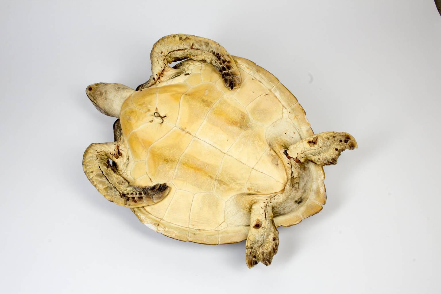 French Antique Taxidermy Sea Turtle Tortoise Shell
