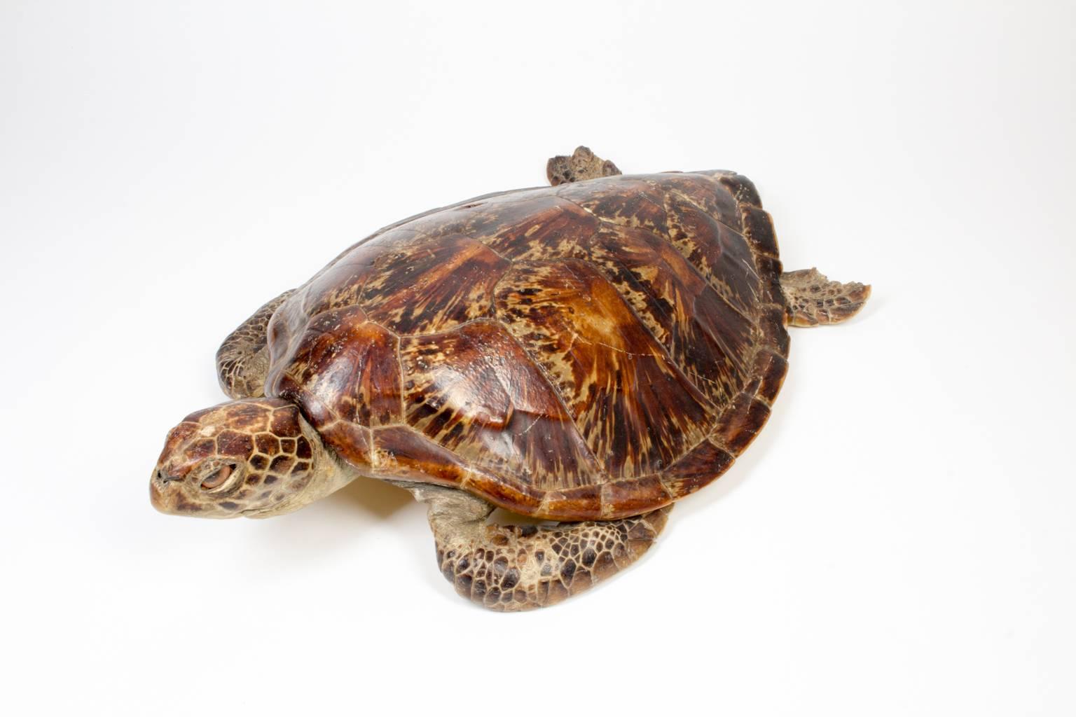 Antique Taxidermy Sea Turtle Tortoise Shell 1