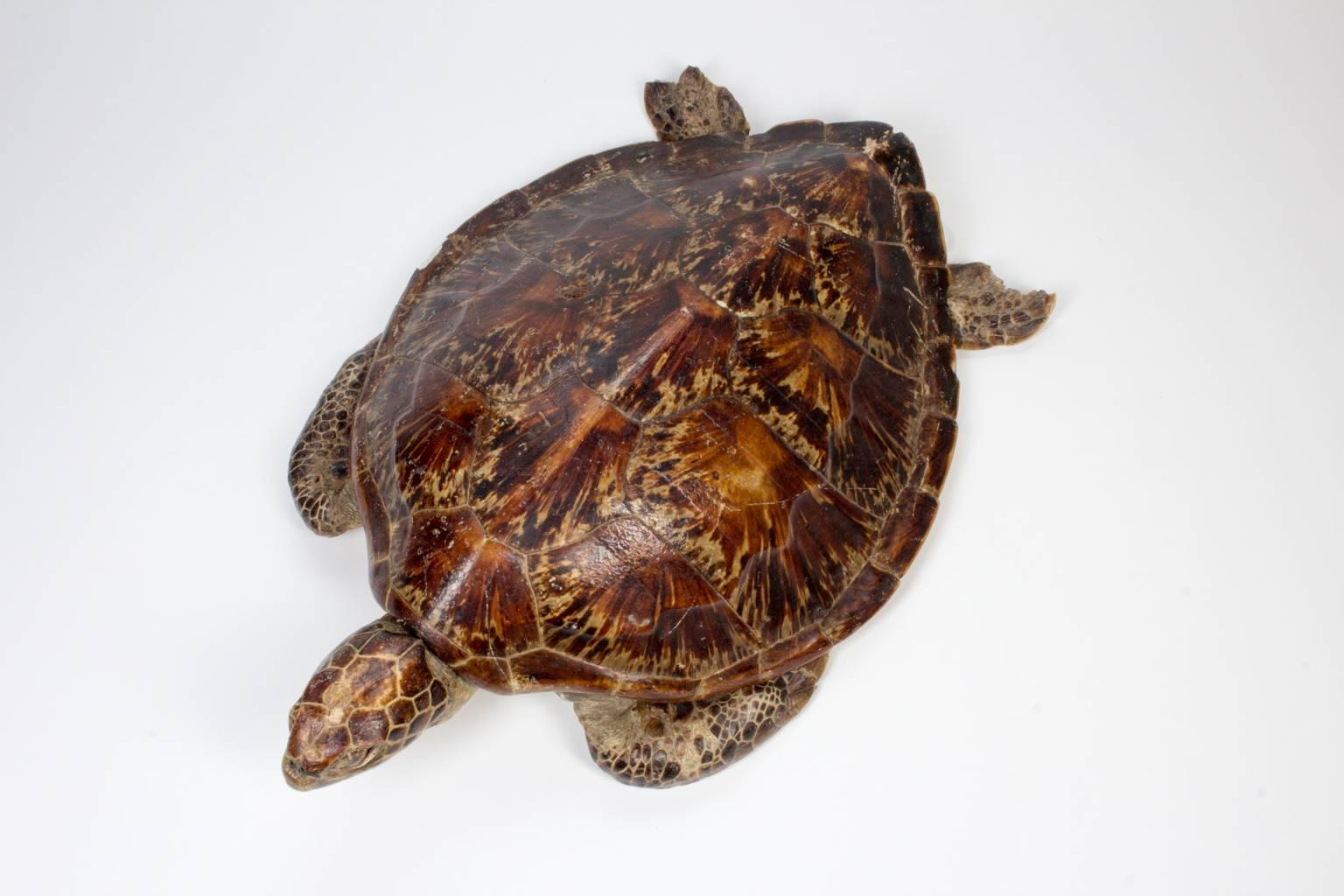 20th Century Antique Taxidermy Sea Turtle Tortoise Shell