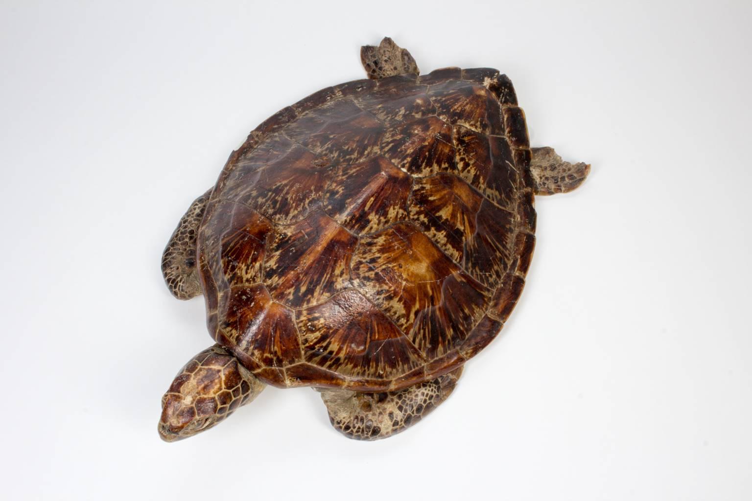 Tortue de mer taxidermique ancienne - carapace de tortue 2