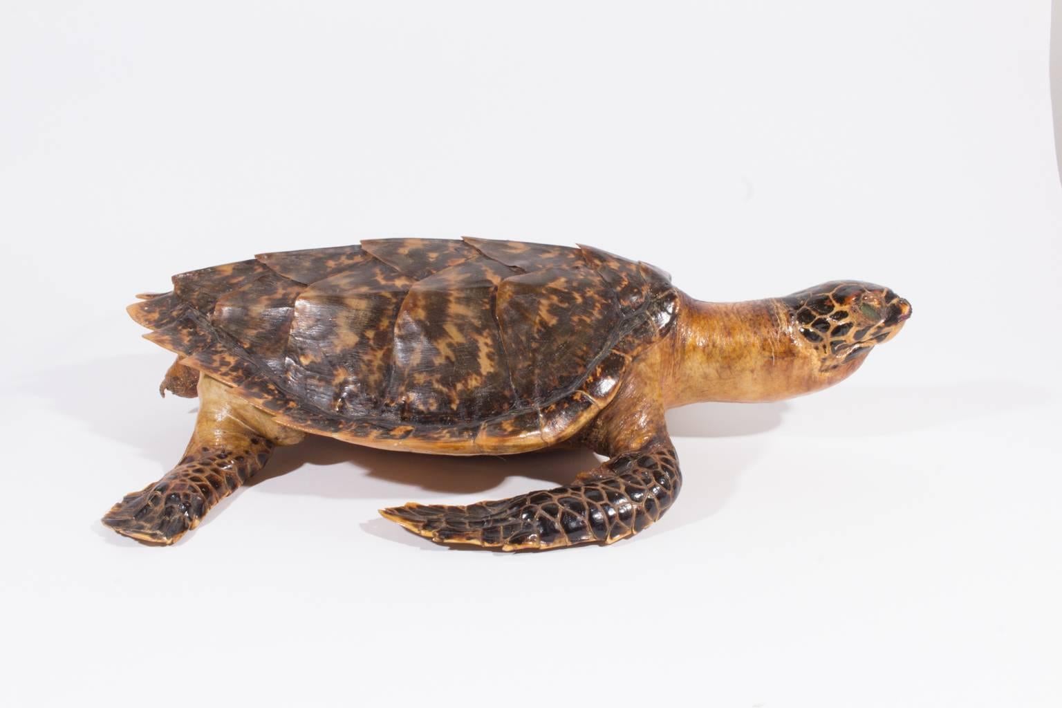 An exceptional piece discovered in France, this antique taxidermy tortoise is in remarkable condition with beautiful coloring in it's shell. The entire piece is intact and we believe it dates to the 1930s. Measures 20