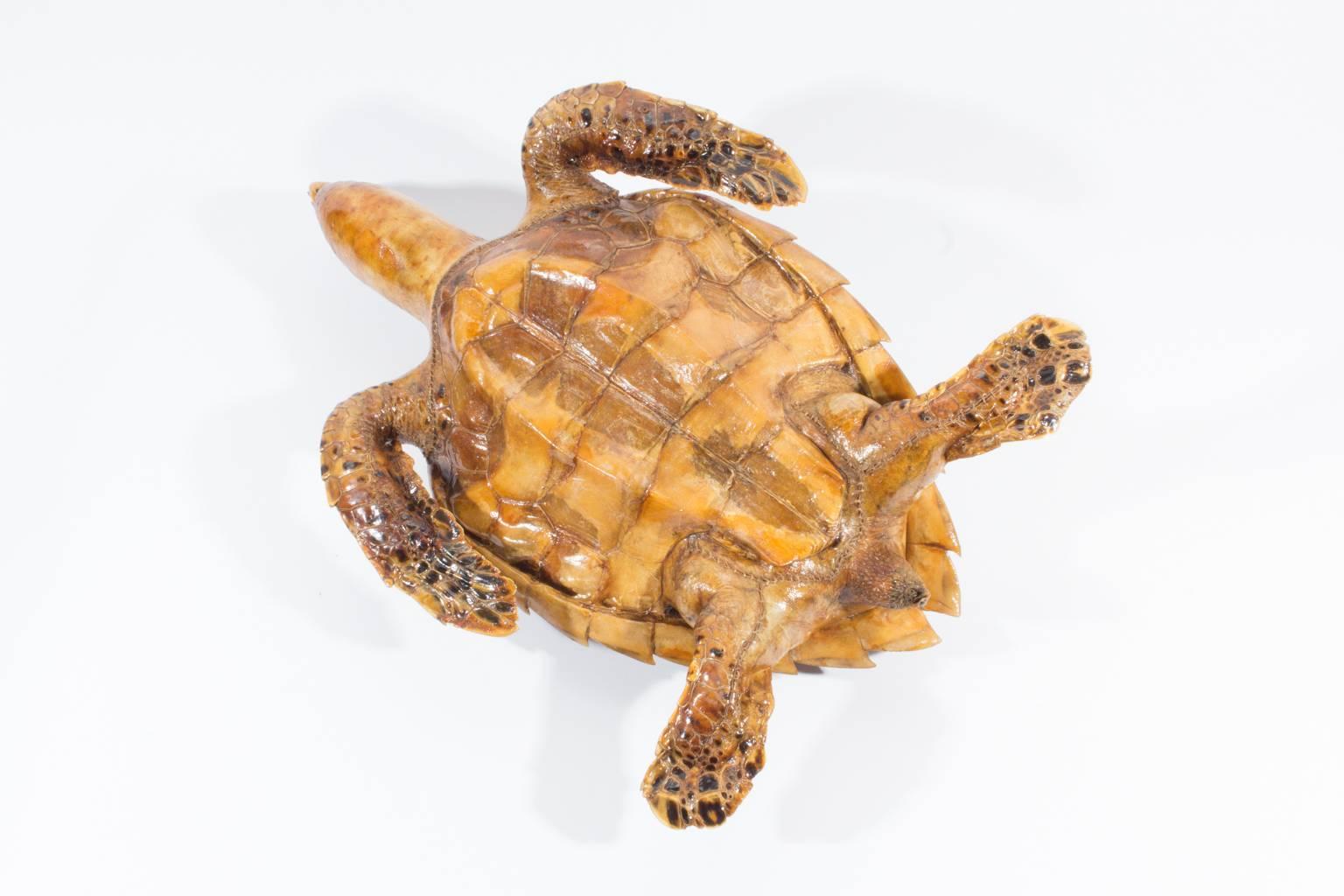 Antique Taxidermy Sea Turtle Tortoise Found in France In Good Condition In Houston, TX