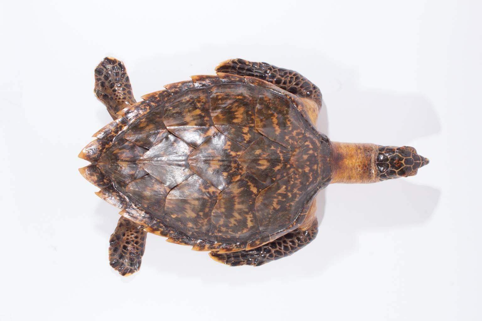 taxidermy sea turtle for sale