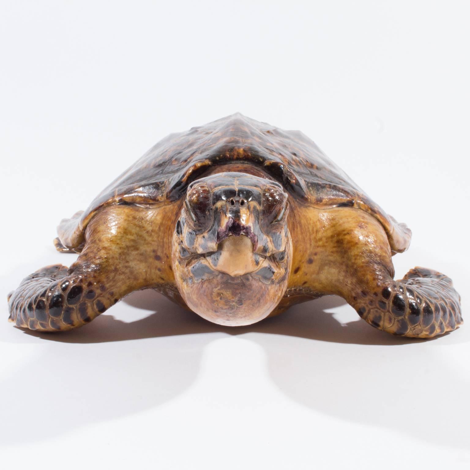 20th Century Antique Taxidermy Sea Turtle Tortoise Found in France