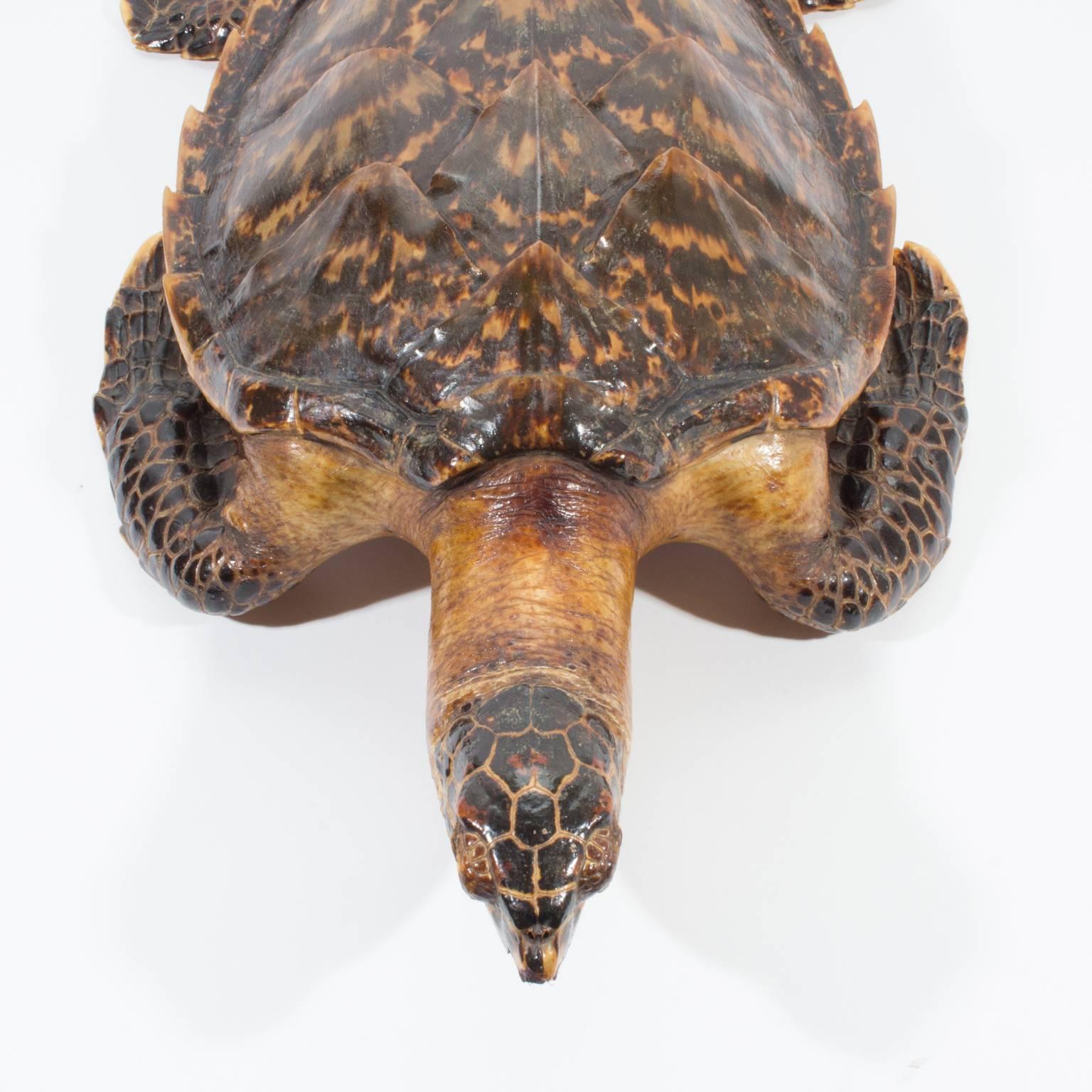 Tortoise Shell Antique Taxidermy Sea Turtle Tortoise Found in France