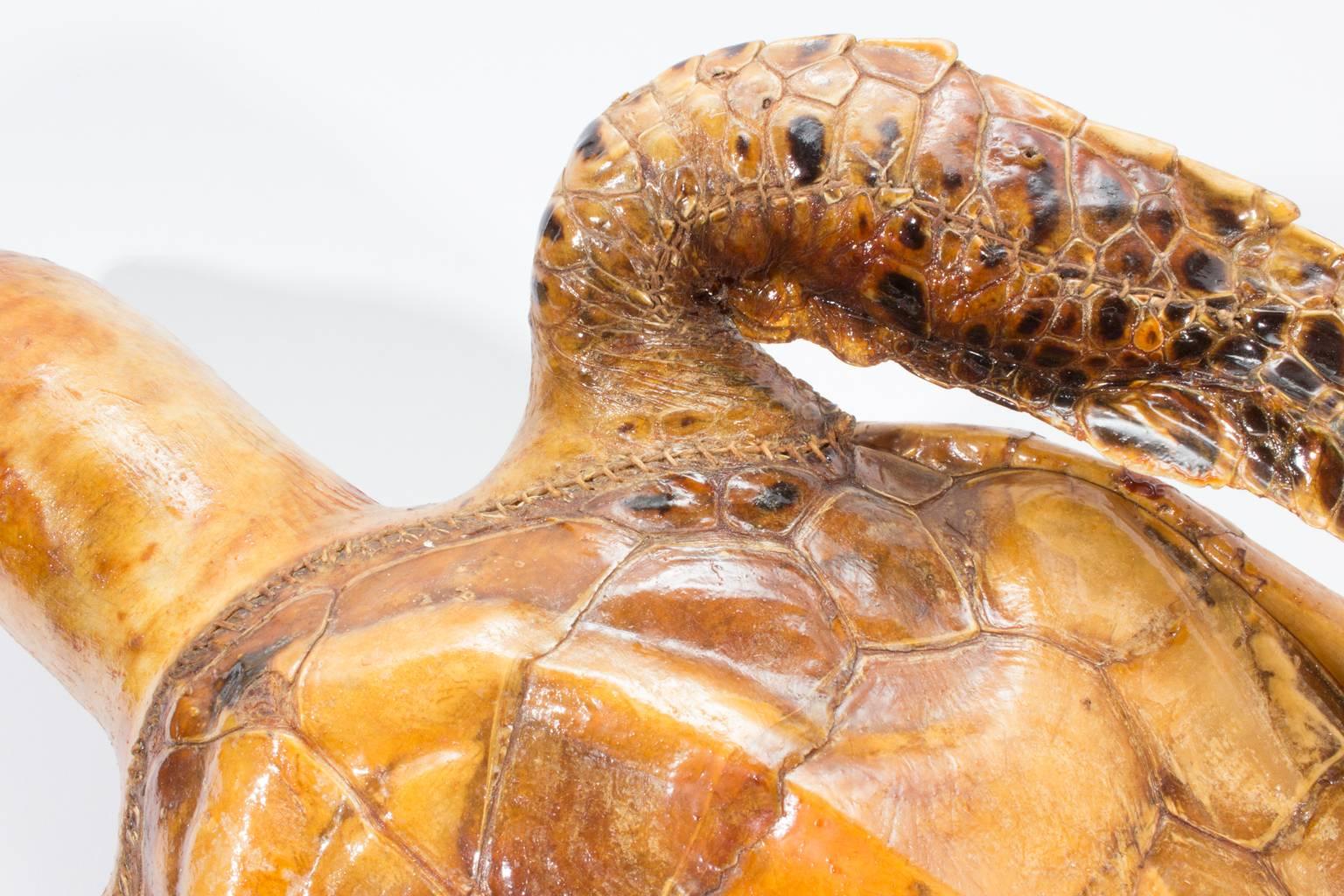 Antique Taxidermy Sea Turtle Tortoise Found in France 2