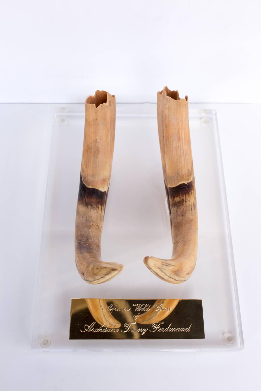Antique African wild boar tusk hunted by Archduke Franz Ferdinand displayed on acrylic with hand engraved brass plaque. Archduke Franz Ferdinand was the heir to the Austro-Hungarian throne and it was his assassination in Sarajevo that kicked off