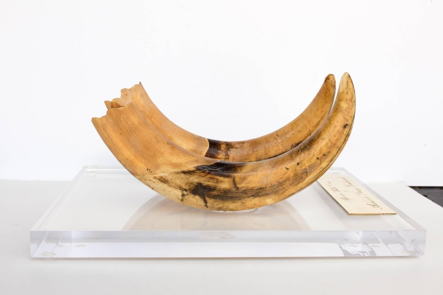 19th Century Antique African Wild Boar Tusks Hunted by Archduke Franz Ferdinand on Acrylic
