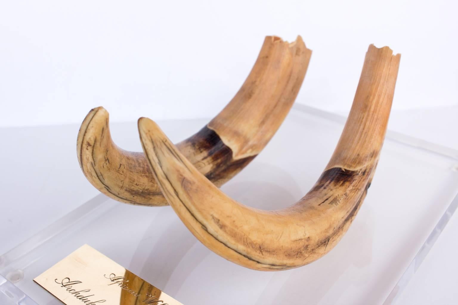 Horn Antique African Wild Boar Tusks Hunted by Archduke Franz Ferdinand on Acrylic