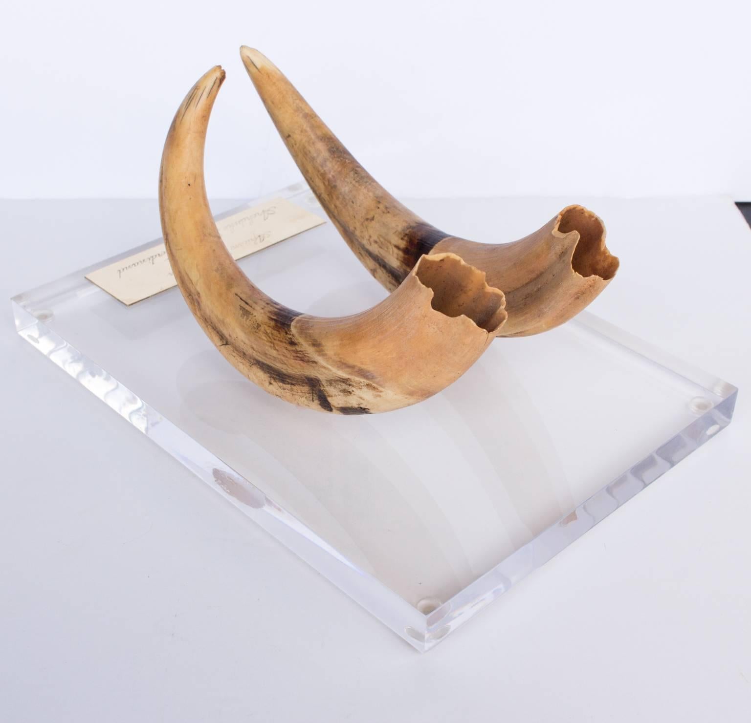 Antique African Wild Boar Tusks Hunted by Archduke Franz Ferdinand on Acrylic 3