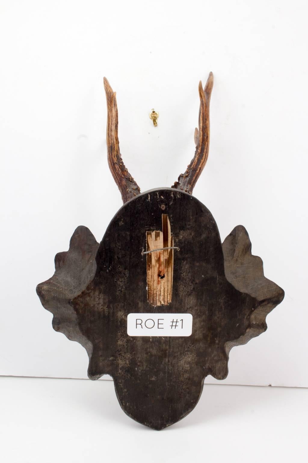 This hunting trophy originated from the Eckartsau castle of Emperor Franz Joseph in the Southern Austrian Alps. Eckartsau was a favorite hunting schloss of the Habsburg family. 

The Heraldic seal appears to be a crest of German “Free City States”