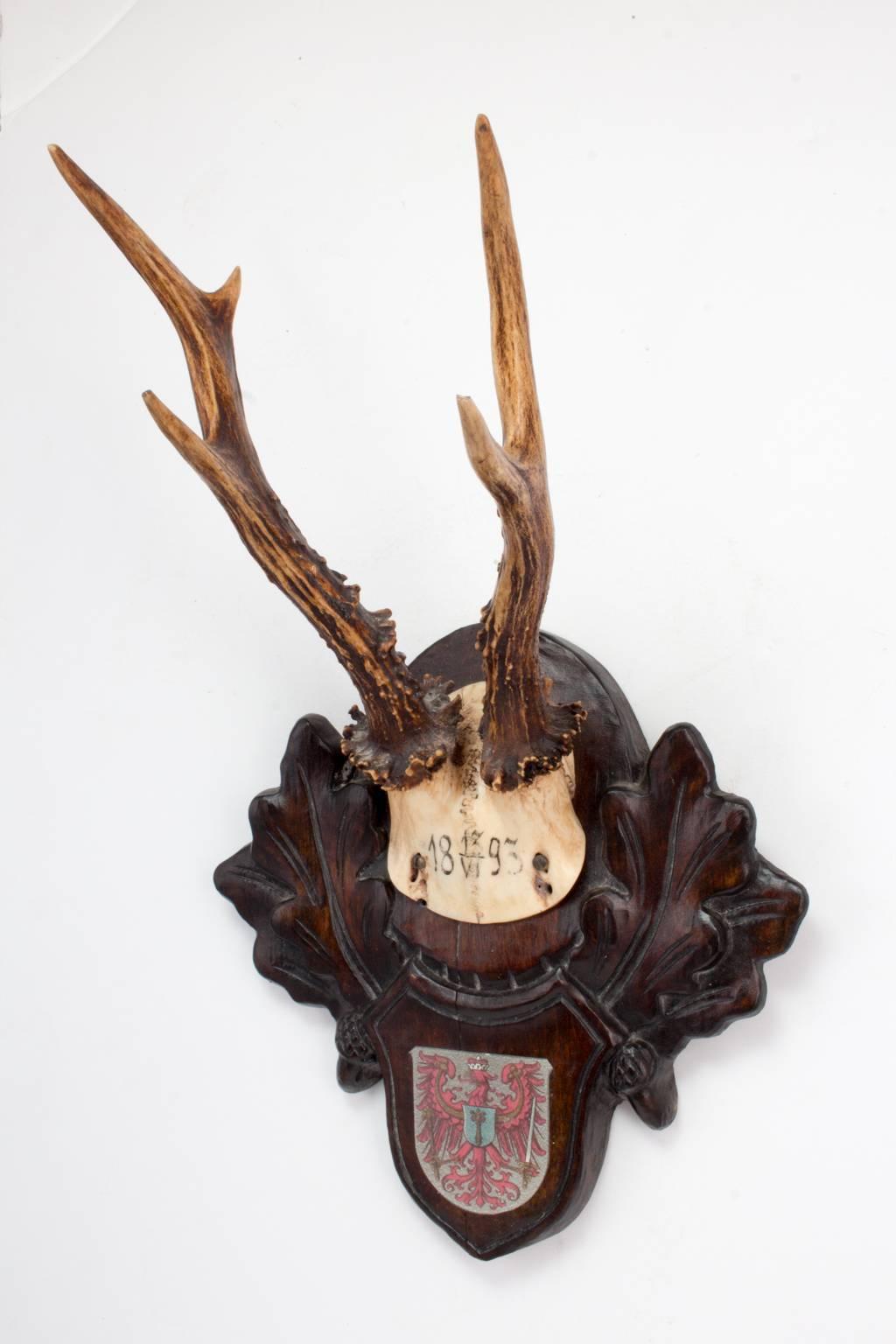 Black Forest 19th Century Habsburg Roe Deer Trophy from Eckartsau Castle, Austria