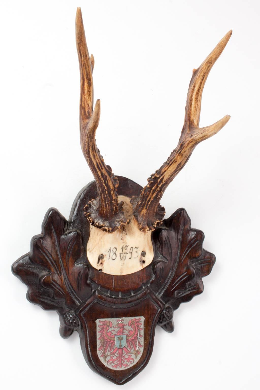 Austrian 19th Century Habsburg Roe Deer Trophy from Eckartsau Castle, Austria