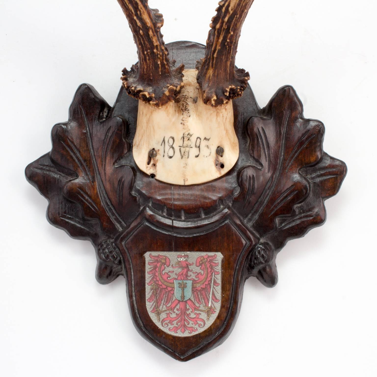 Hand-Carved 19th Century Habsburg Roe Deer Trophy from Eckartsau Castle, Austria