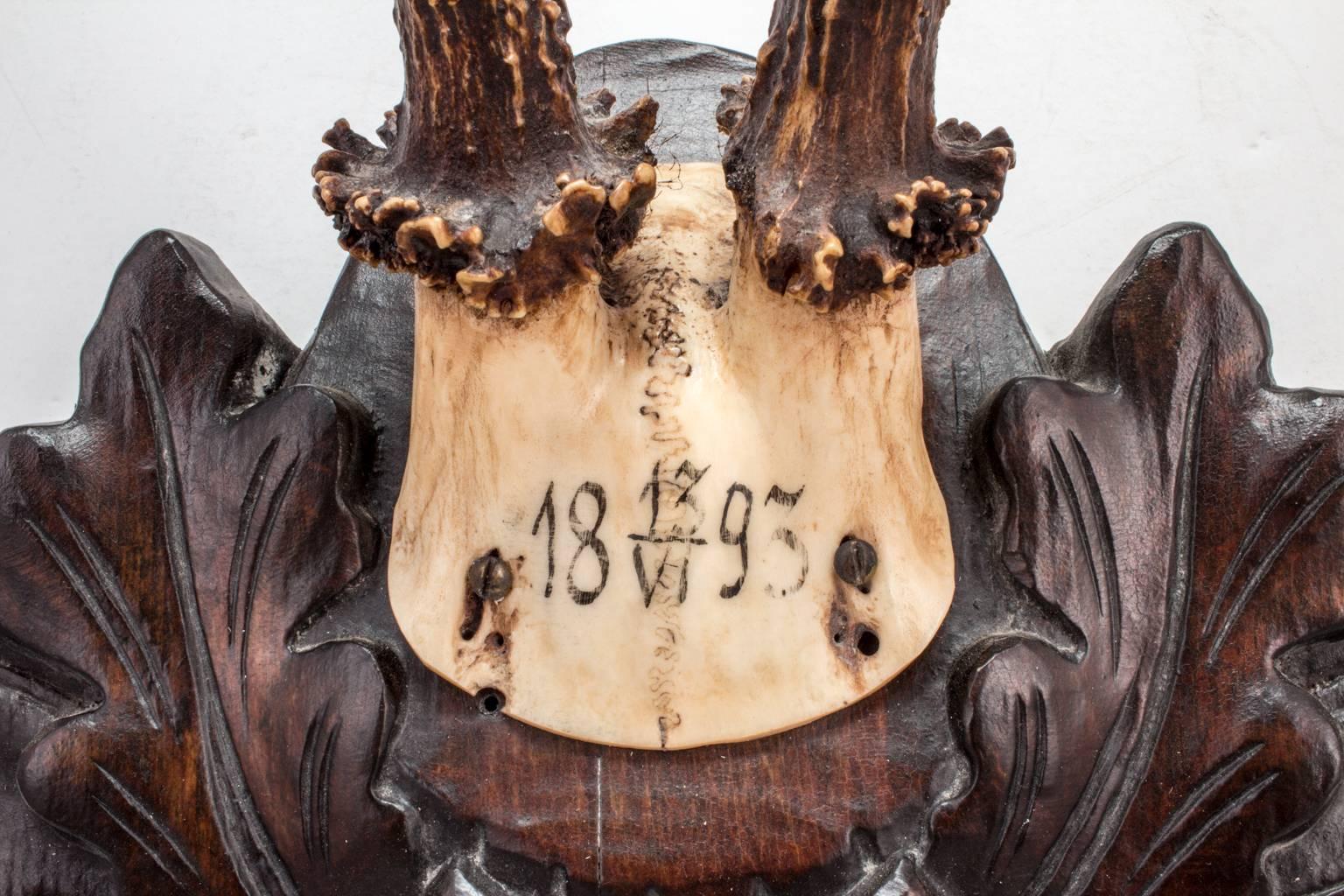 19th Century Habsburg Roe Deer Trophy from Eckartsau Castle, Austria In Good Condition In Houston, TX