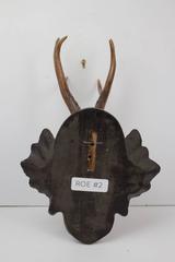 19th Century Habsburg Roe Deer Trophy from Eckartsau Castle, Austria