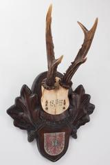 19th Century Habsburg Roe Deer Trophy from Eckartsau Castle, Austria