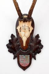 19th Century Habsburg Roe Deer Trophy from Eckartsau Castle, Austria