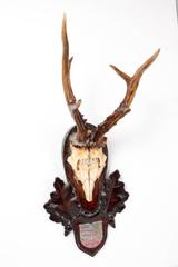 19th Century Habsburg Roe Deer Trophy from Eckartsau Castle, Austria