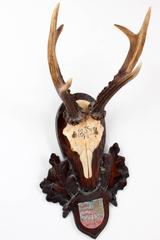 19th Century Habsburg Roe Deer Trophy from Eckartsau Castle, Austria