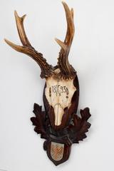 19th Century Habsburg Roe Deer Trophy from Eckartsau Castle, Austria
