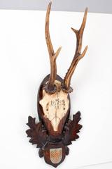 19th Century Habsburg Roe Deer Trophy from Eckartsau Castle, Austria