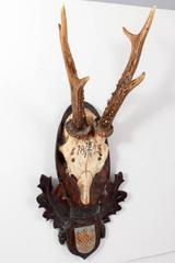 19th Century Habsburg Roe Deer Trophy from Eckartsau Castle, Austria
