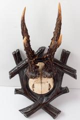 19th Century Habsburg Roe Deer Black Forest Trophy from Eckartsau Castle Austria