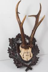 19th Century Habsburg Roe Deer Black Forest Trophy from Eckartsau Castle Austria