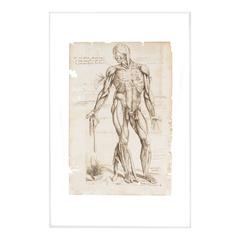 16th Century Andres Vesalius Human Anatomical Print on Floating Acrylic Frame