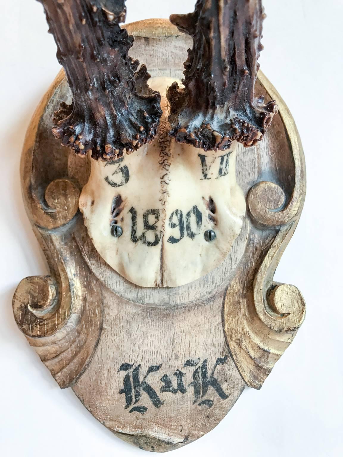 An extraordinary piece attributed to Emperor Franz Joseph himself, this 19th century Roe Trophy hung in Eckartsau Castle, a favorite hunting schloss of the Habsburg family, in the Southern Austrian Alps.

Mounted on a hand-carved gilt Black Forest