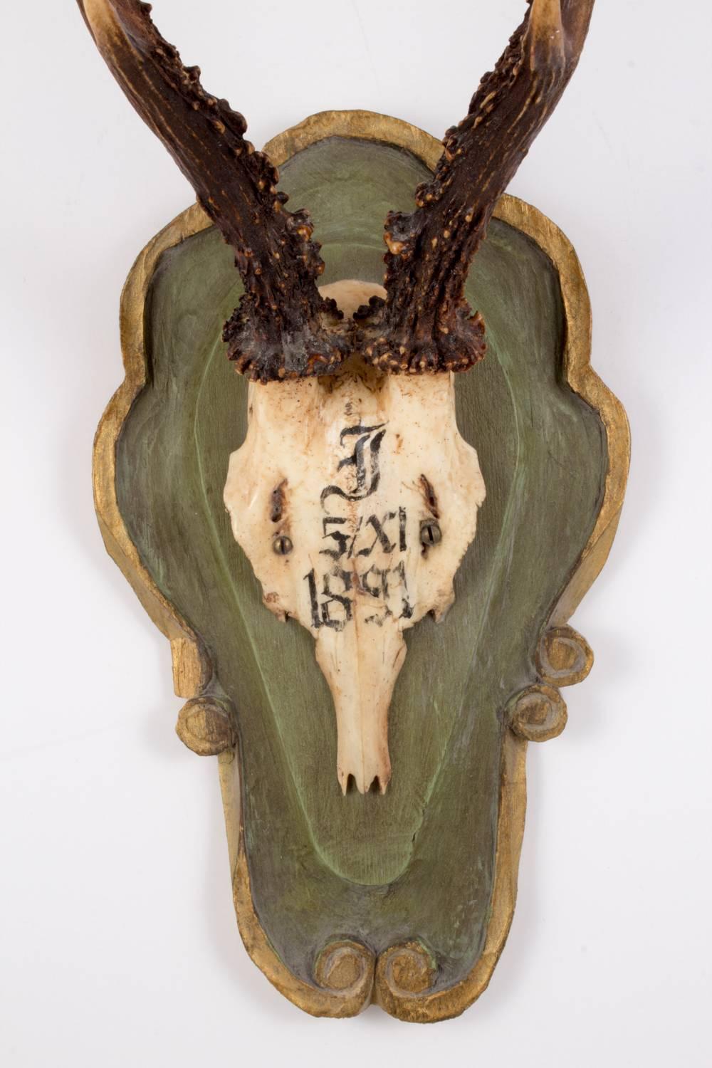 19th century Roe Deer trophy believed to have been taken by Emperor Franz Joseph during his time at the Kaiservilla, the summer palace of the great Austro-Hungarian monarchy in the small village of Bad Ischl, Austria. Original plaque and writing on